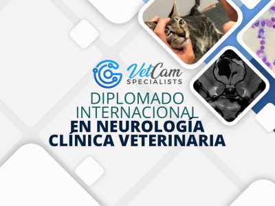 Diplomado de Neurología Clínica Veterinaria Profundización en Pequeños Animales