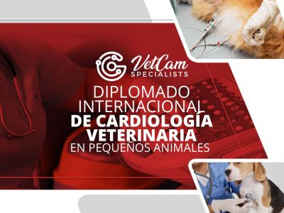 Diplomado Internacional De Cardiología Veterinaria Con Profundización En Pequeños Animales