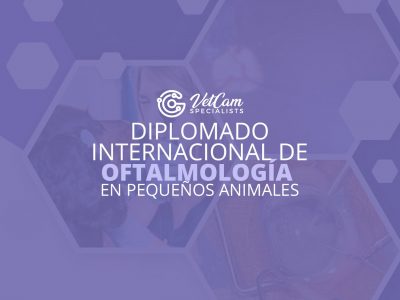 Diplomado Internacional de Oftalmología Veterinaria