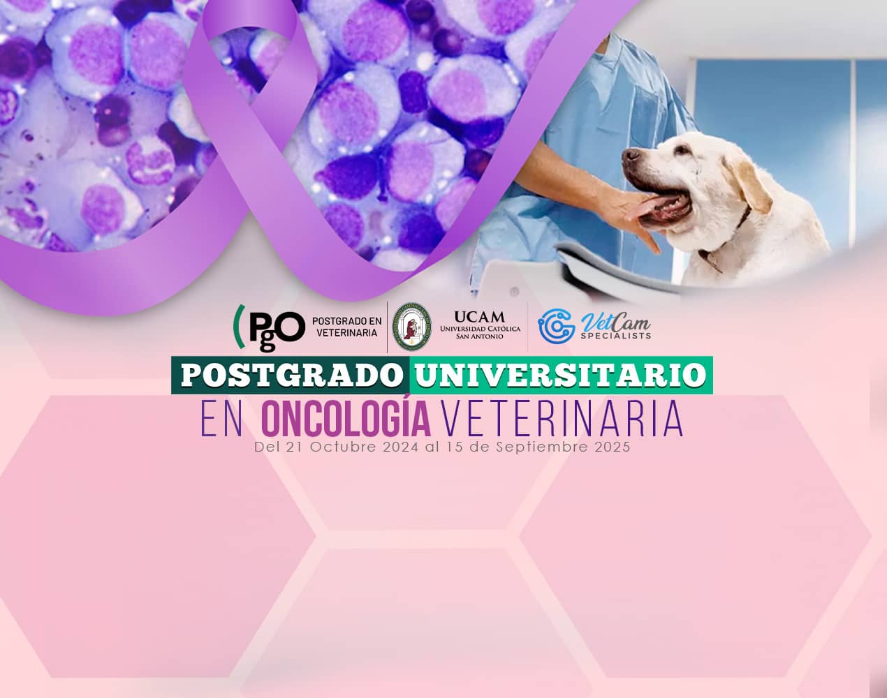 oncologia veterinaria